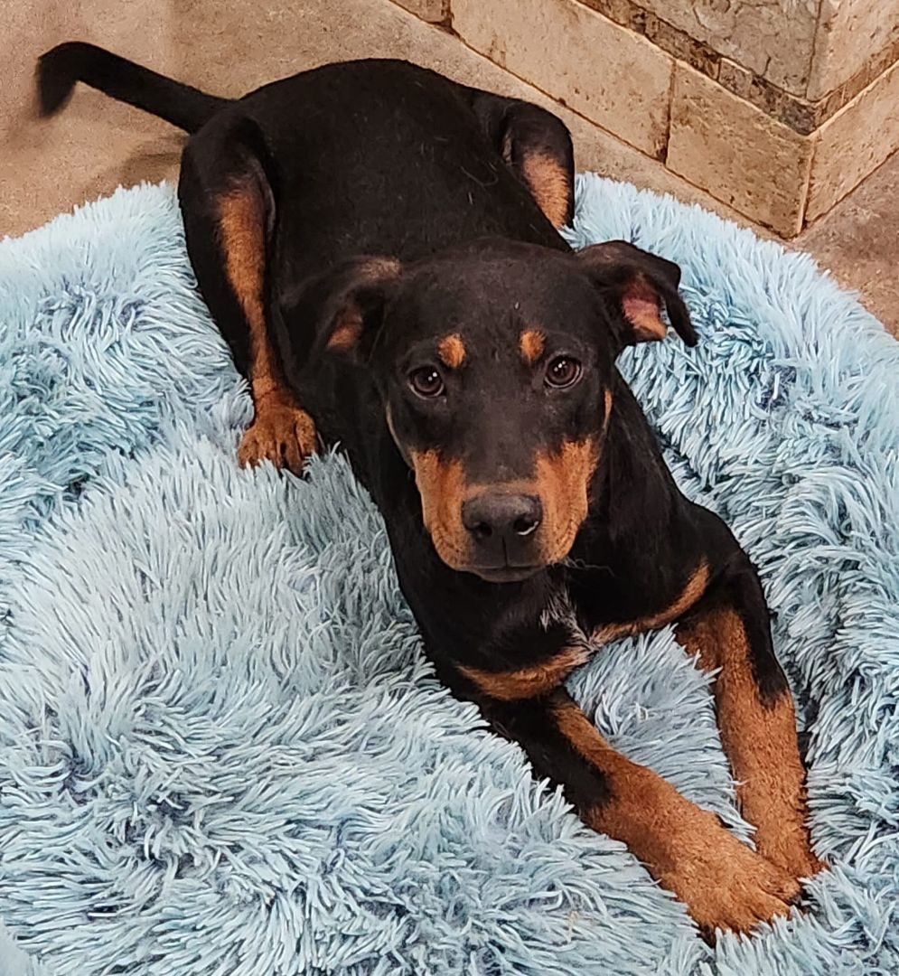 Enlarge Scooby, a Adoptable American Staffordshire Terrier in Mounds, OK image 3/6