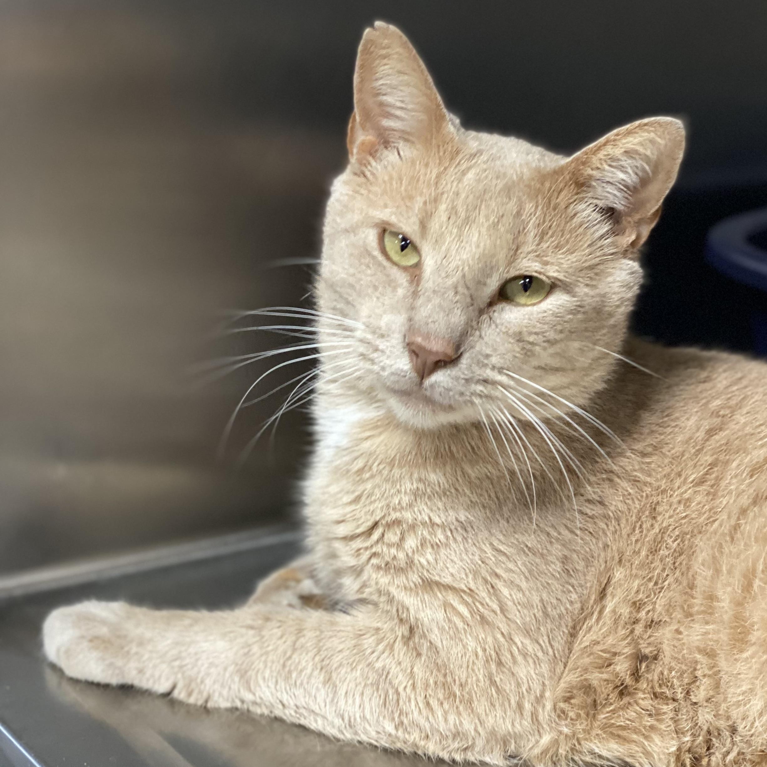 Enlarge Teddy, an adoptable Domestic Short Hair in Collierville, TN image 5/5