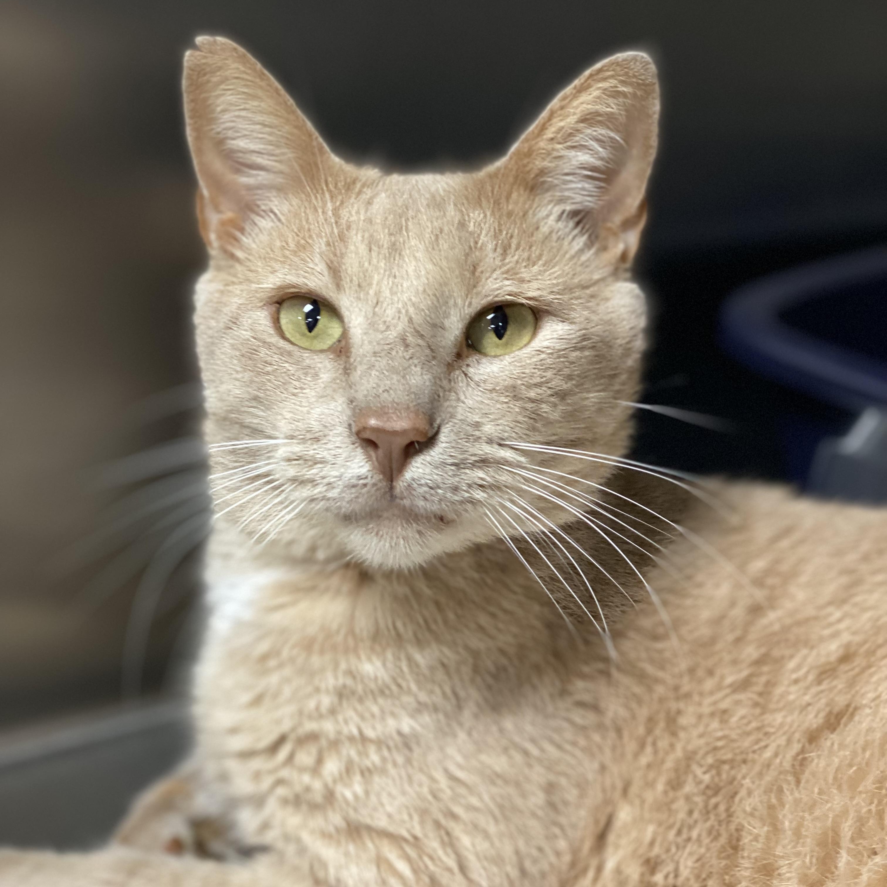 Enlarge Teddy, an adoptable Domestic Short Hair in Collierville, TN image 4/5