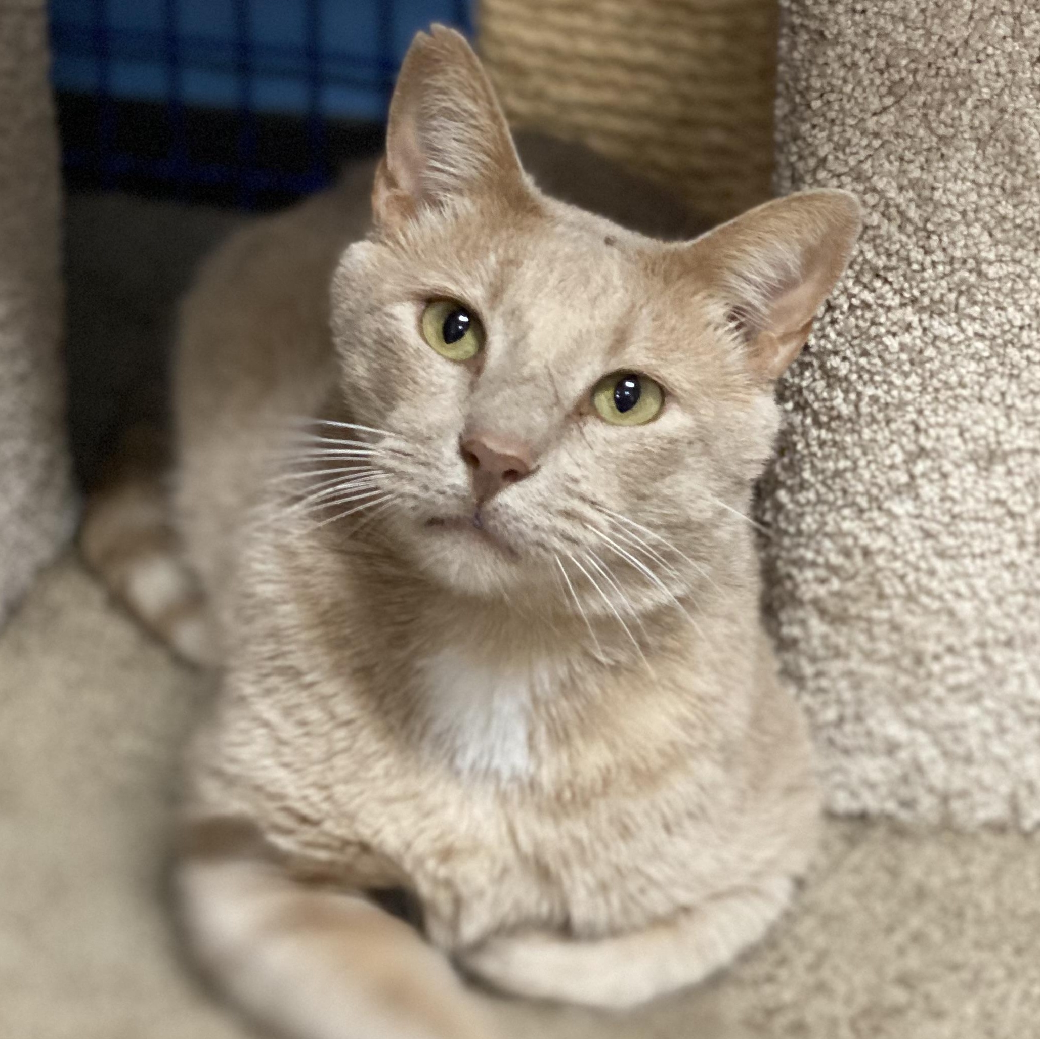 Enlarge Teddy, an adoptable Domestic Short Hair in Collierville, TN image 1/5