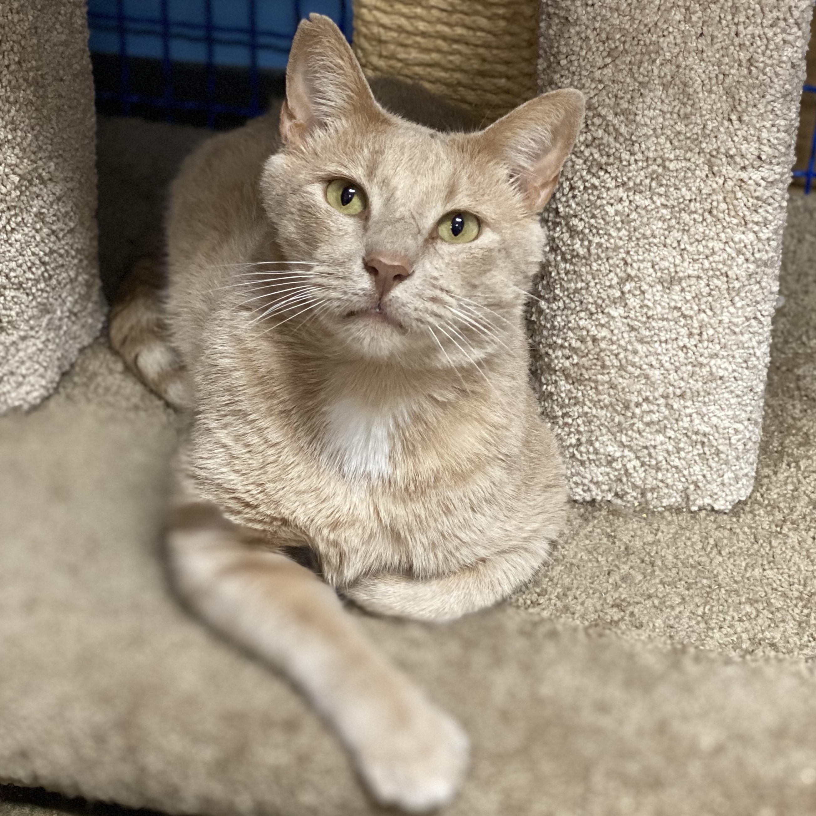 Enlarge Teddy, an adoptable Domestic Short Hair in Collierville, TN image 2/5