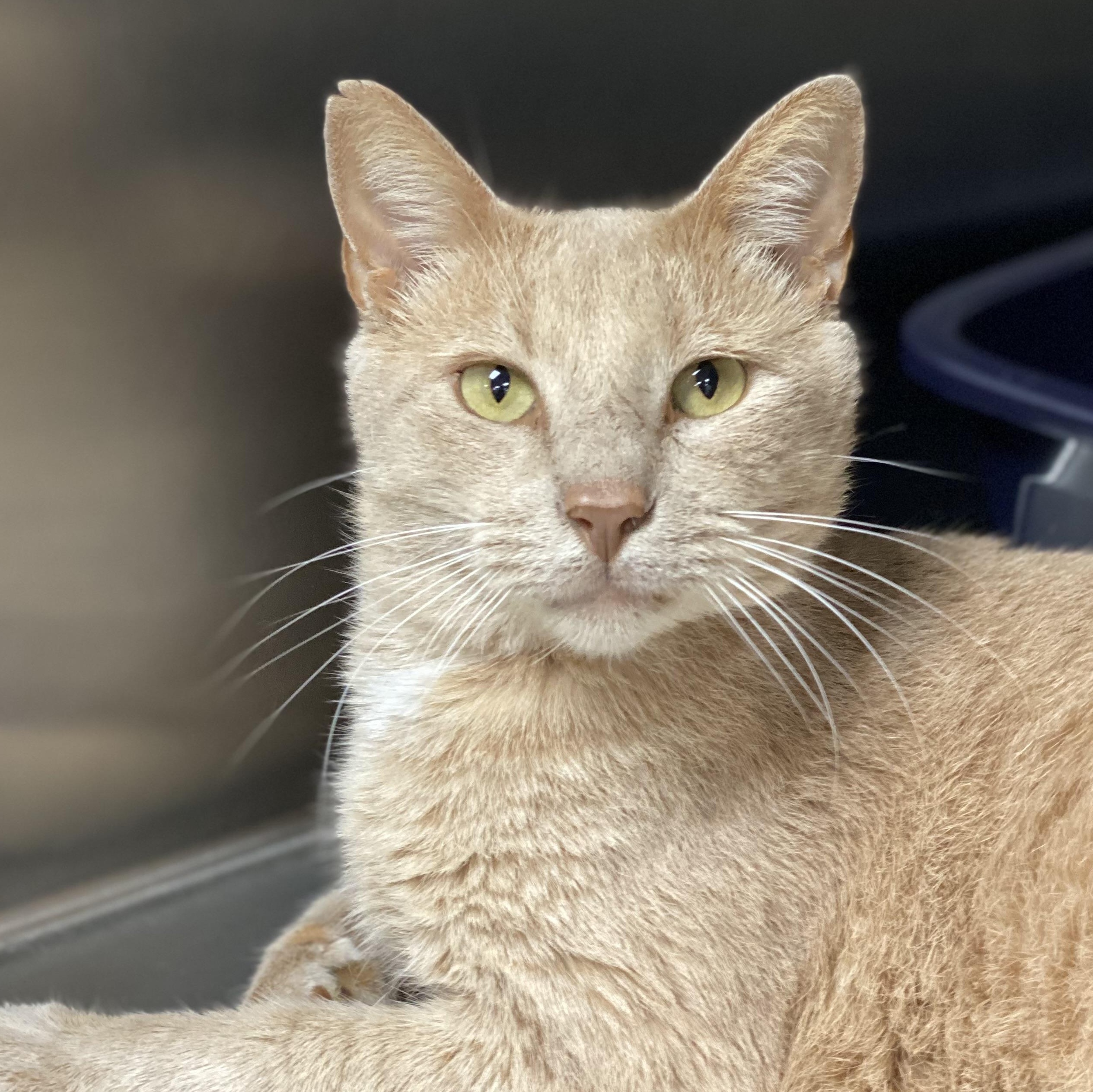 Enlarge Teddy, an adoptable Domestic Short Hair in Collierville, TN image 3/5