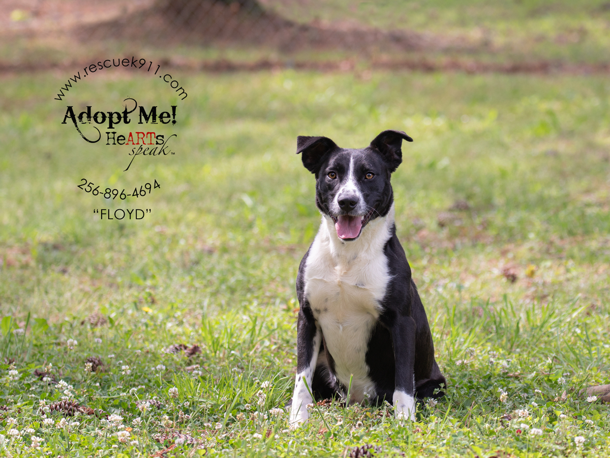 Enlarge Floyd, a Adoptable Black Labrador Retriever in Camp Hill, AL image 1/5