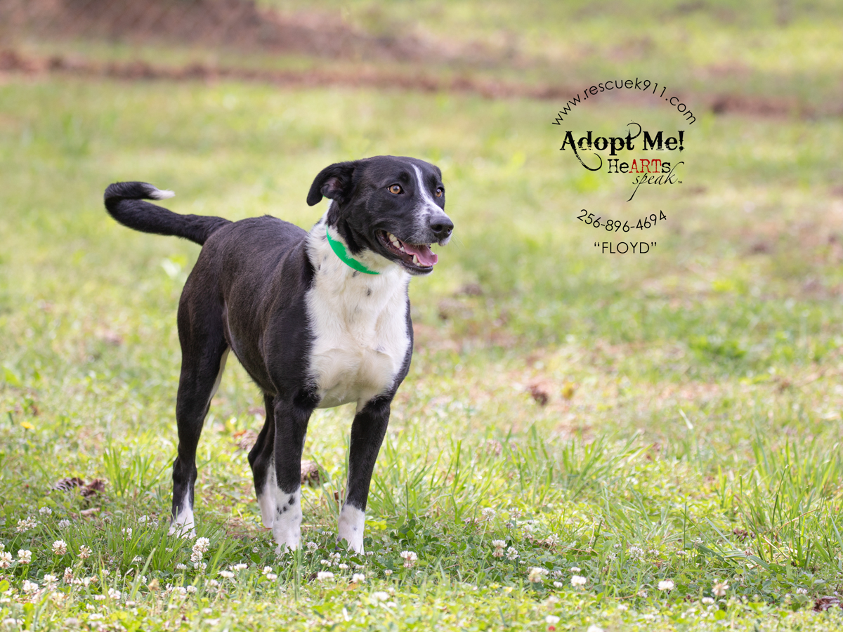 Enlarge Floyd, a Adoptable Black Labrador Retriever in Camp Hill, AL image 3/5