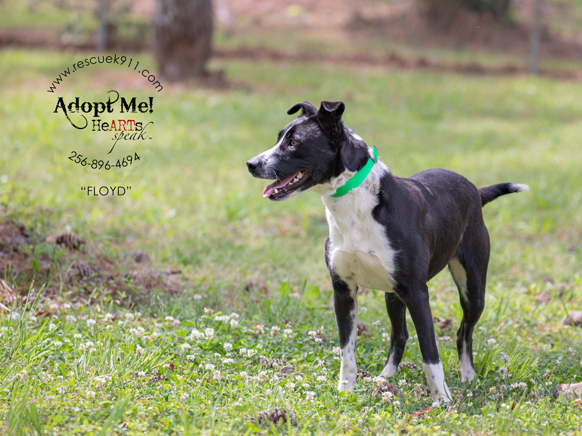 Enlarge Floyd, a Adoptable Black Labrador Retriever in Camp Hill, AL image 2/5