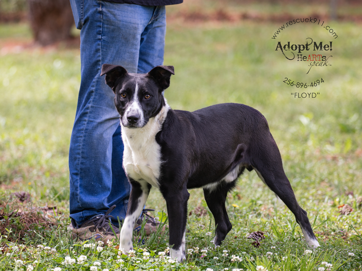 Enlarge Floyd, a Adoptable Black Labrador Retriever in Camp Hill, AL image 5/5
