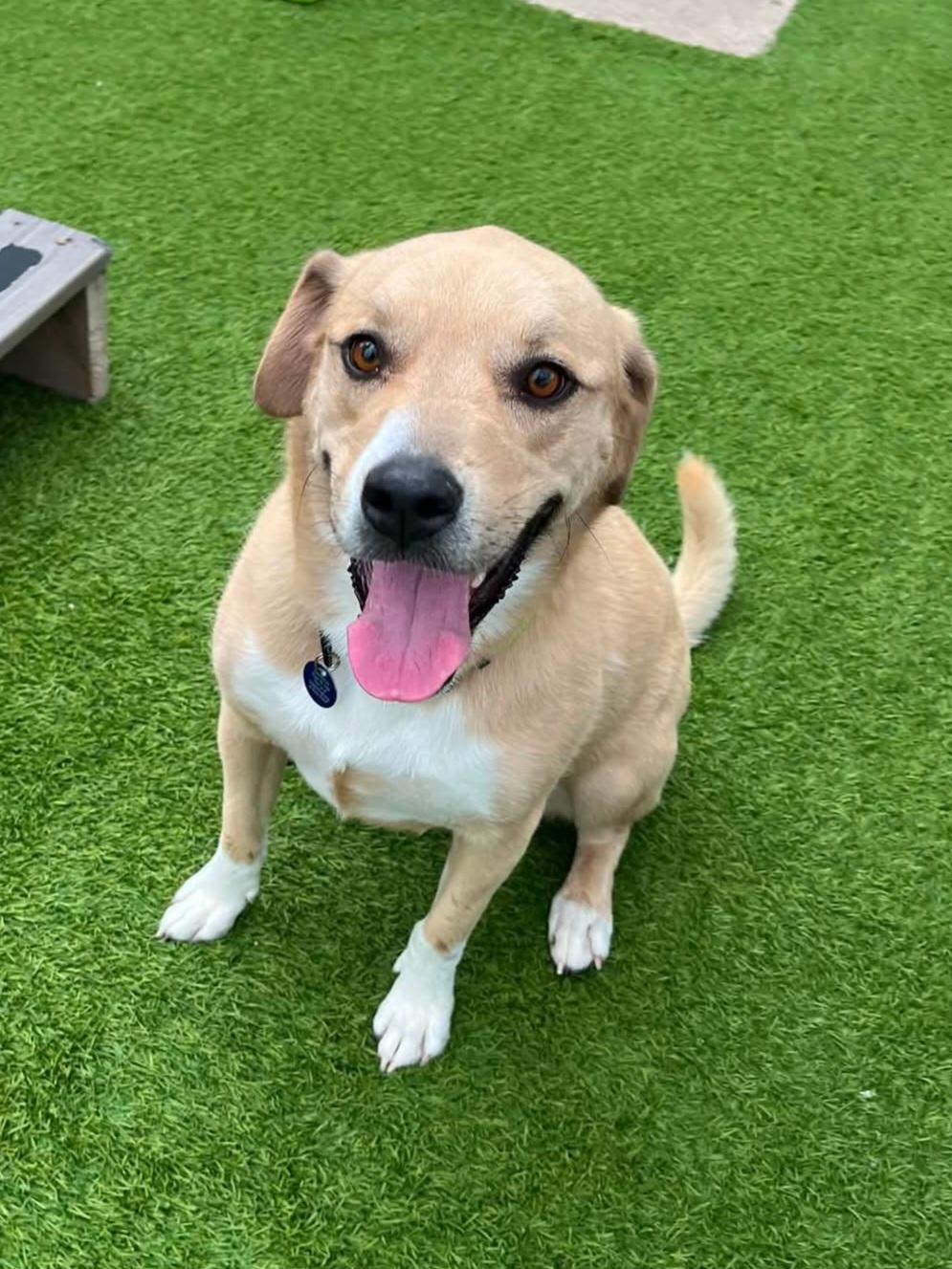 Baxter, Adoptable, Adult Male Mixed Breed.