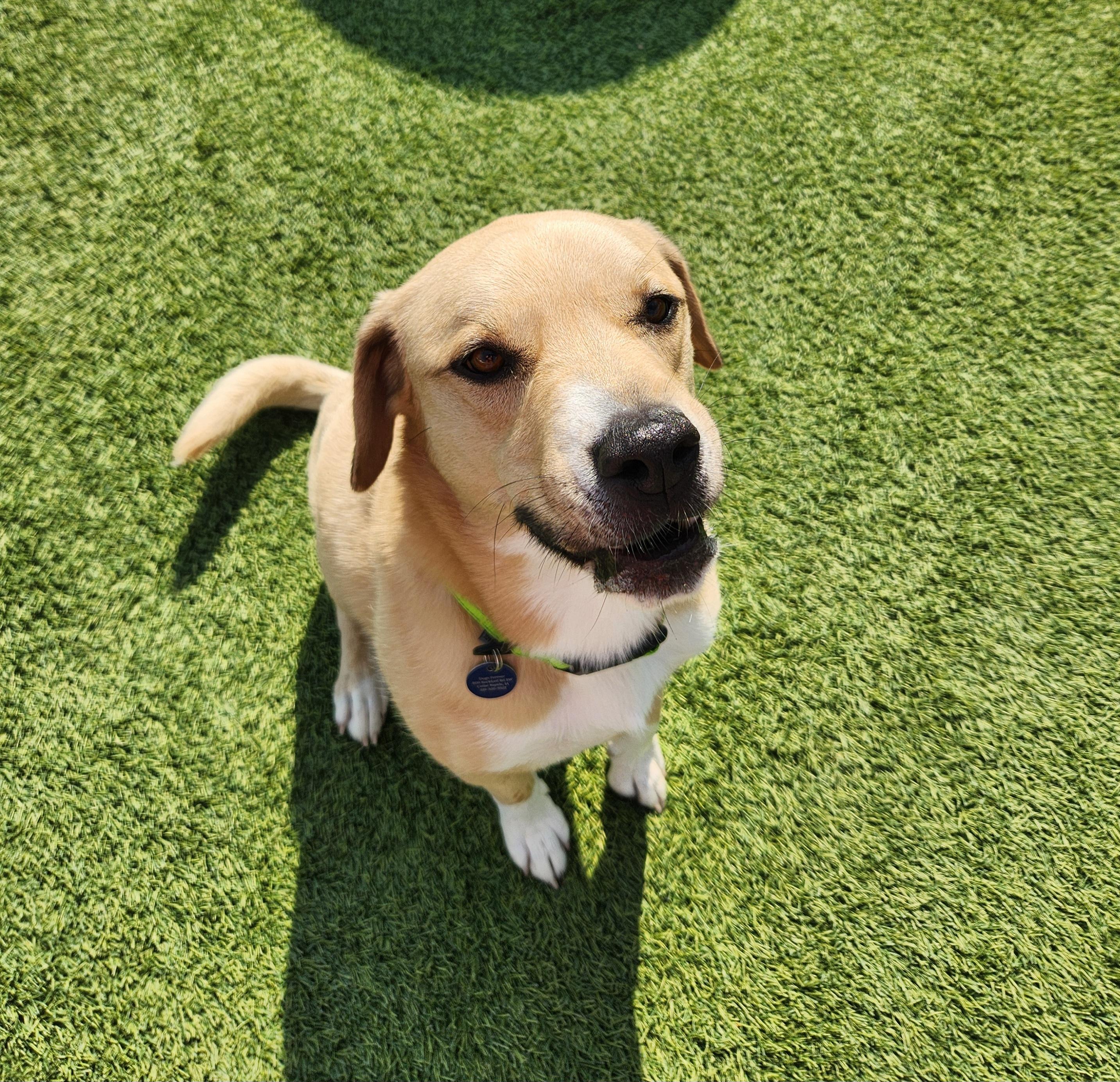 Baxter, a Adoptable Mixed Breed in Cedar Rapids, IA image 5/5