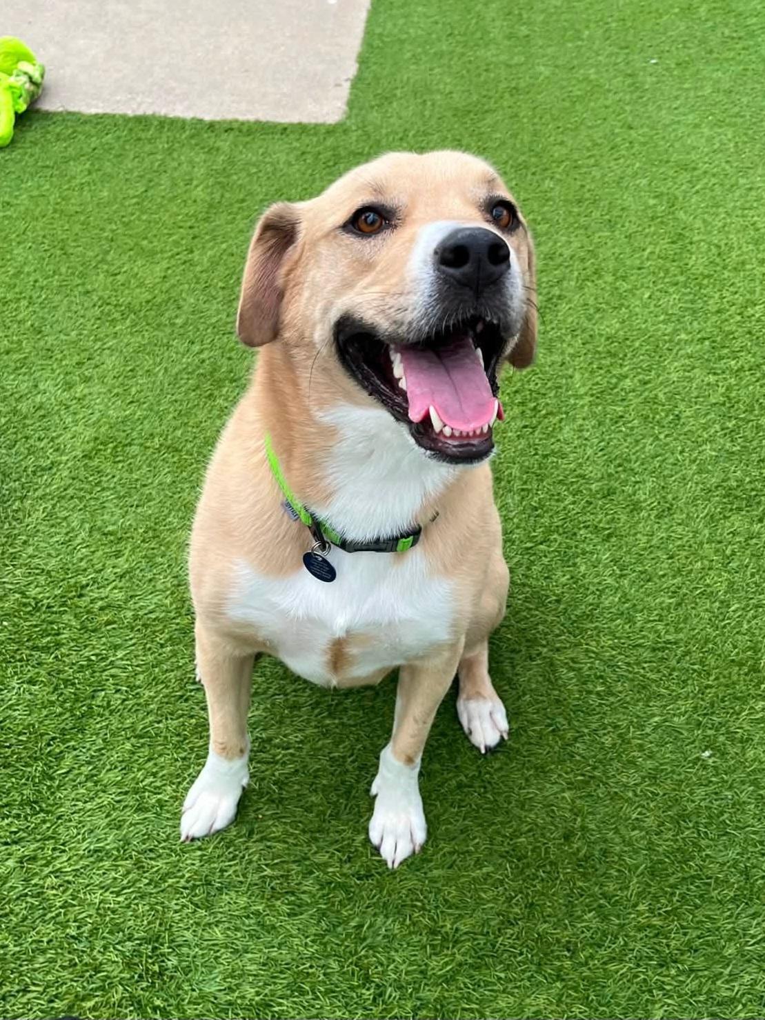 Baxter, a Adoptable Mixed Breed in Cedar Rapids, IA image 3/5
