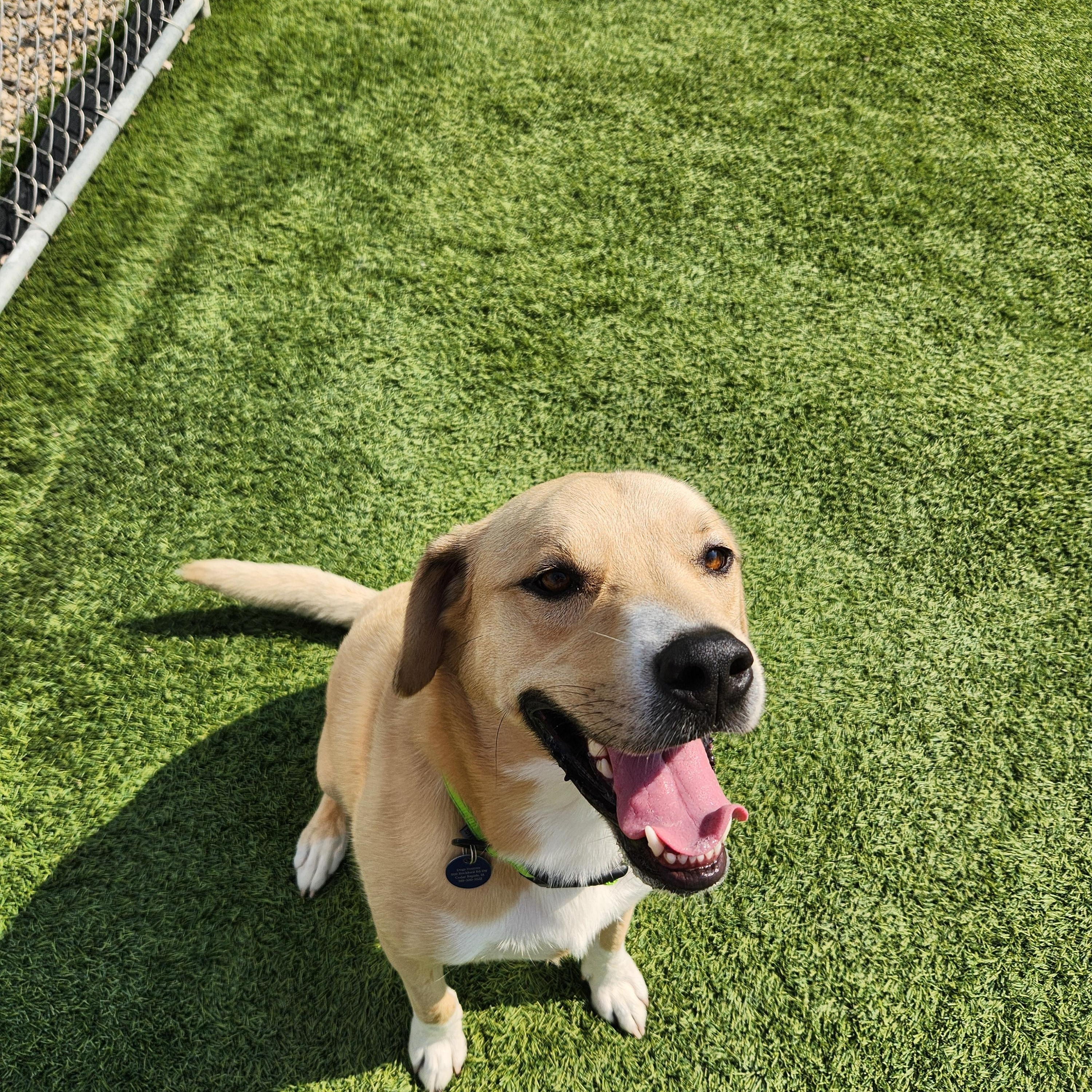 Baxter, a Adoptable Mixed Breed in Cedar Rapids, IA image 4/5