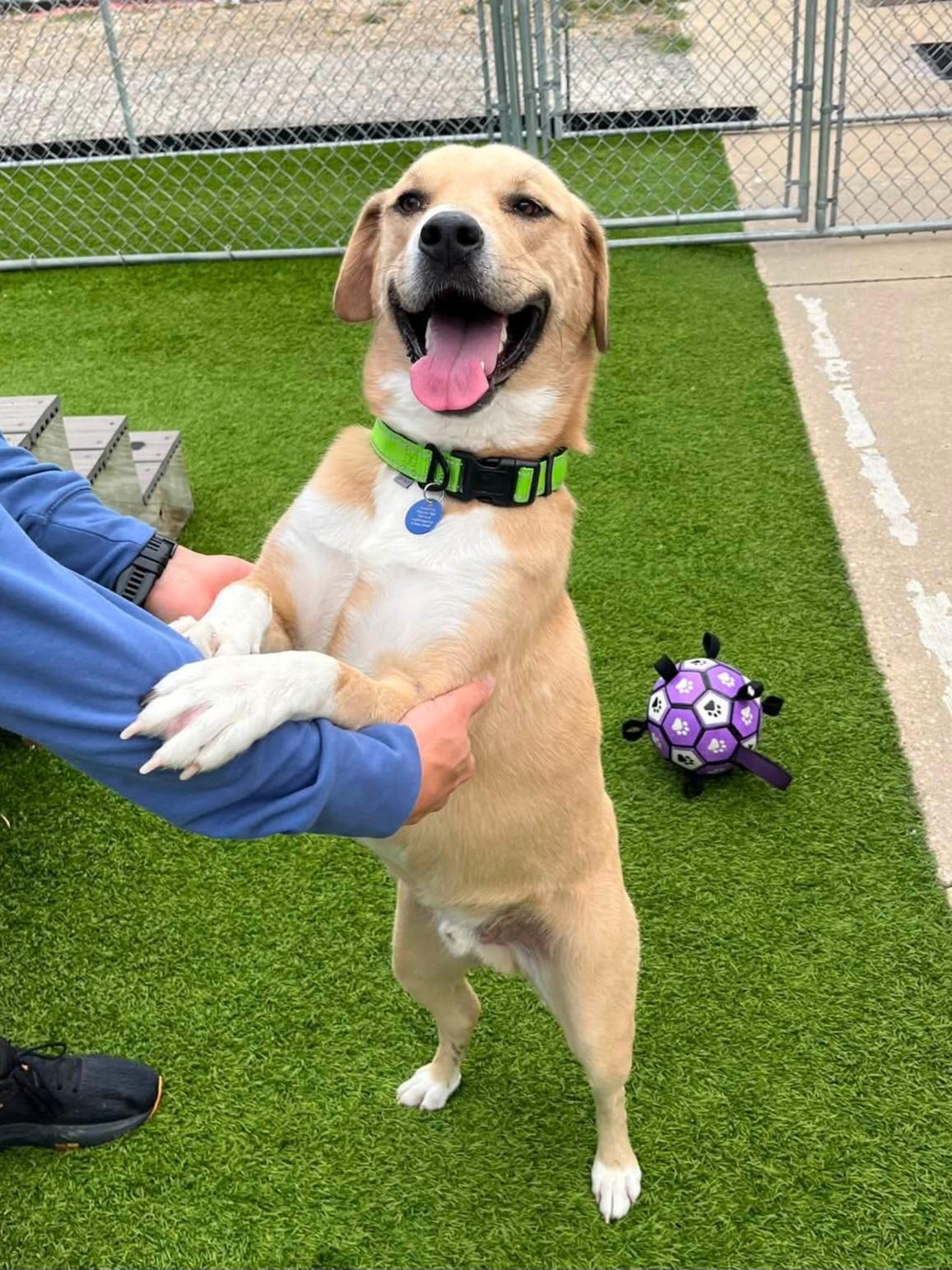Baxter, a Adoptable Mixed Breed in Cedar Rapids, IA image 2/5