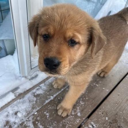 Rocky, a Adoptable mixed breed in Calgary, AB image 1/4