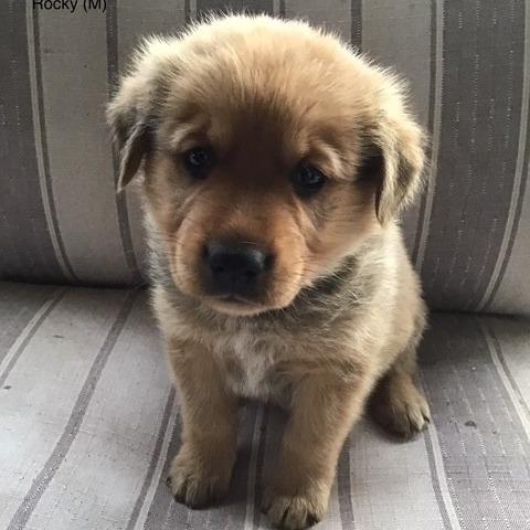 Rocky, a Adoptable mixed breed in Calgary, AB image 2/4