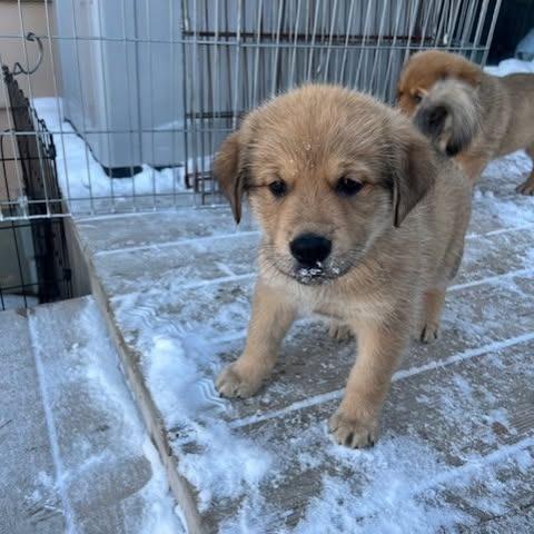 Rocky, a Adoptable mixed breed in Calgary, AB image 3/4