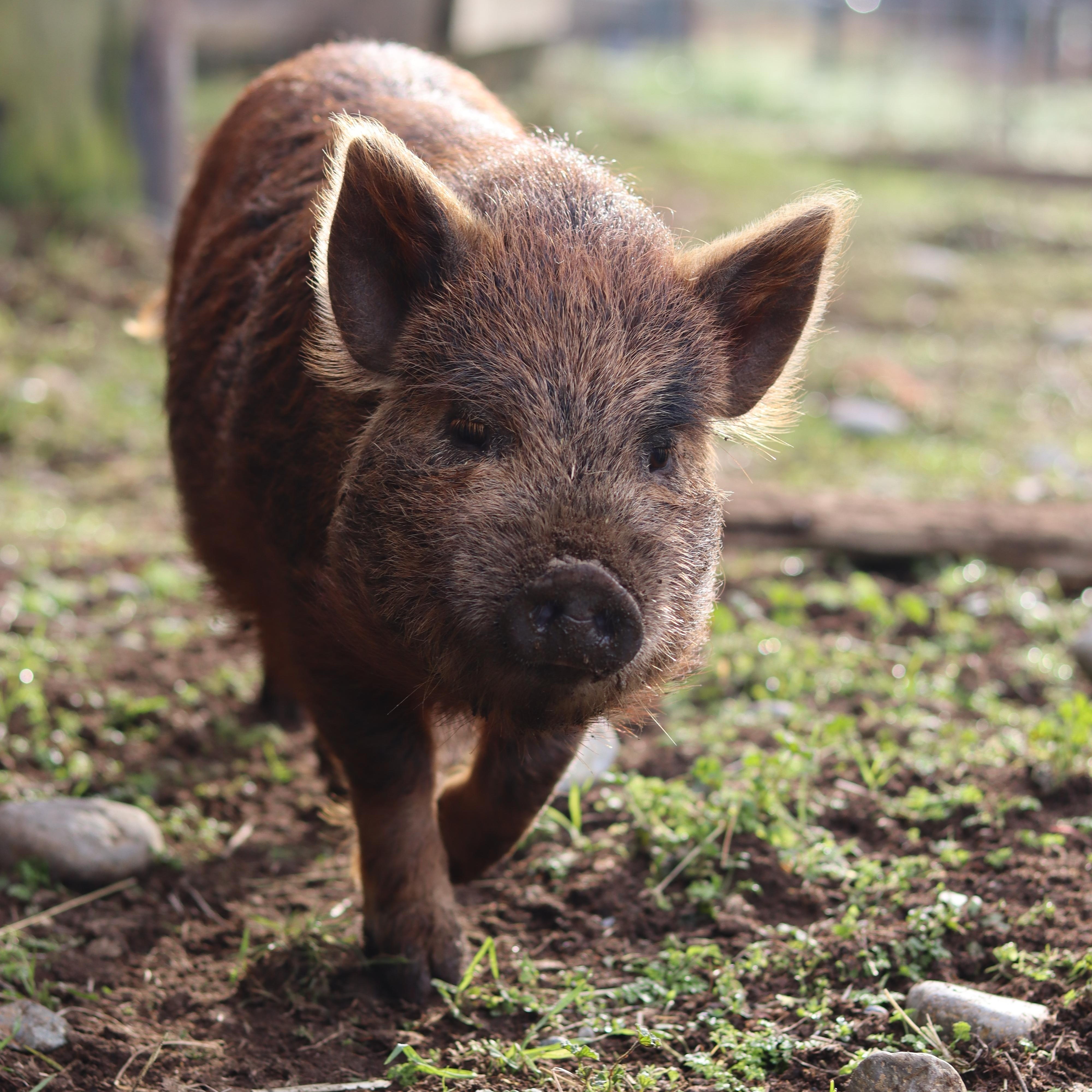 Enlarge Paulie, an adopted Pot Bellied in Roy, WA image 1/1