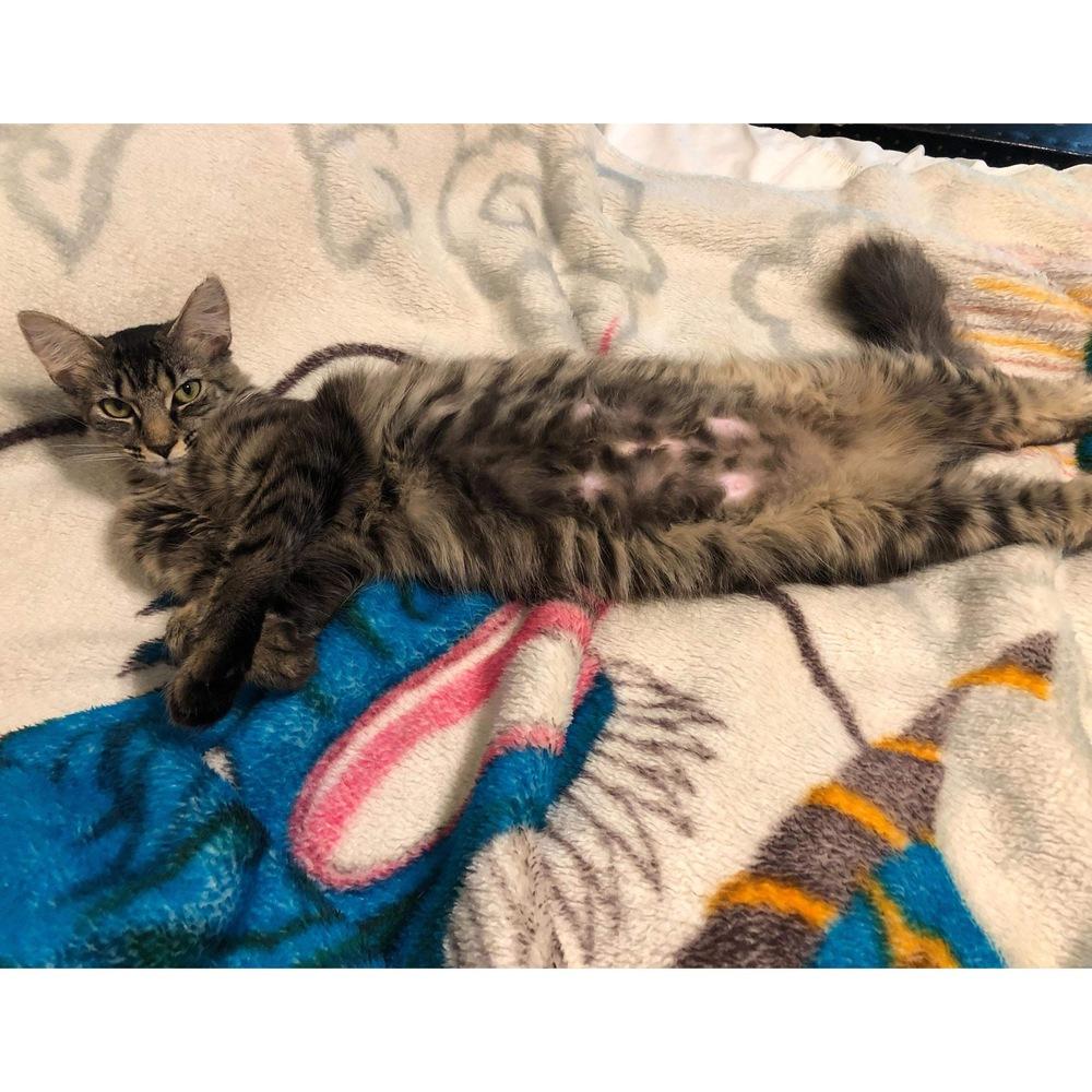 Kiff, Adoptable, Adult Female Domestic Medium Hair.