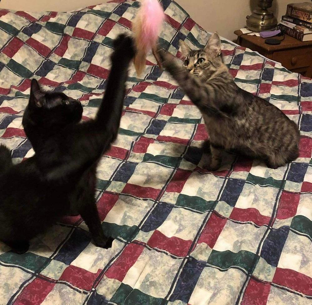 Enlarge Kiff, a Adoptable Domestic Medium Hair in Raleigh, NC image 3/6