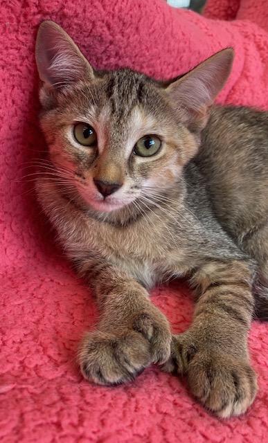 Seaside, Baby Female Tiger