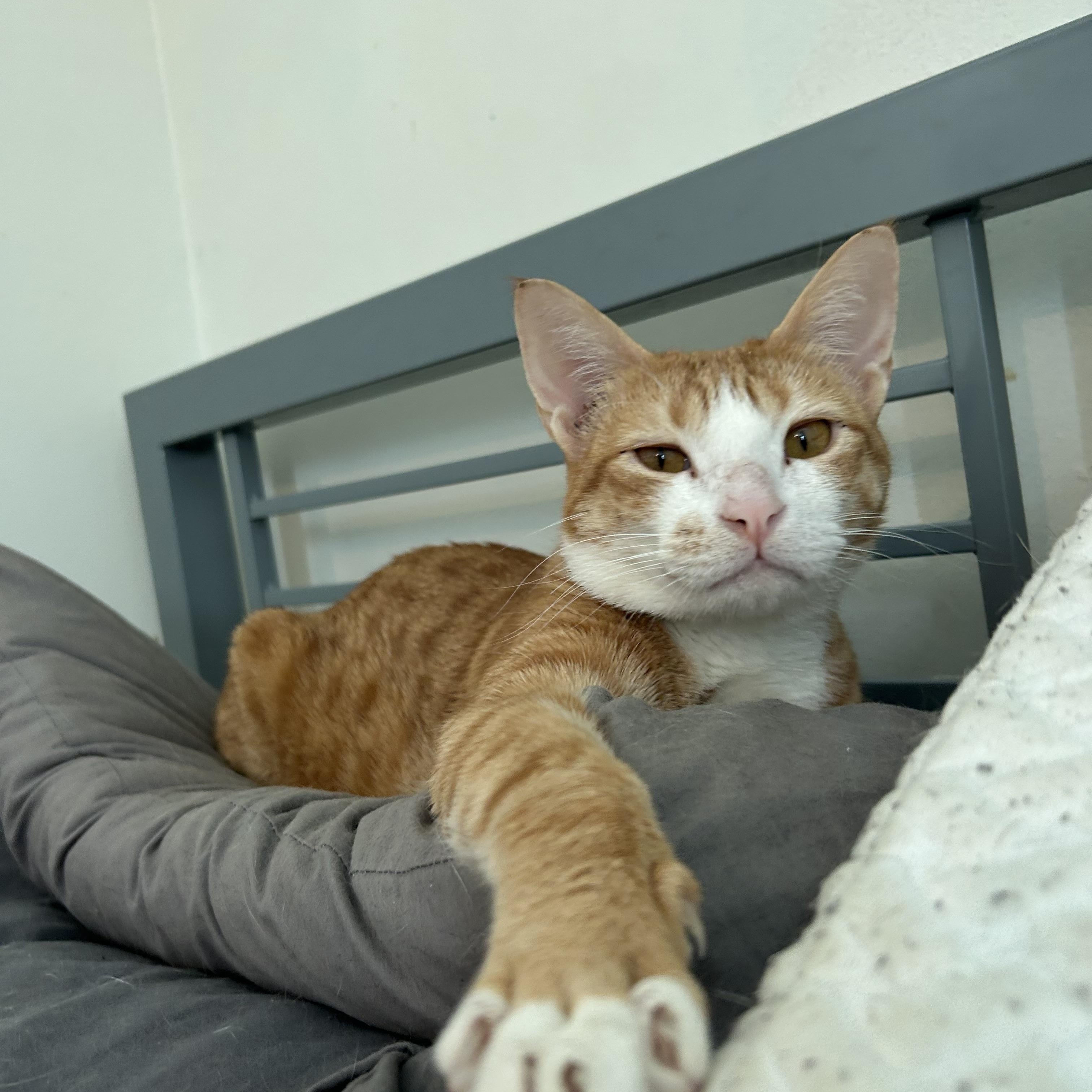 Quatro , ADOPTABLE, Young Male Domestic Short Hair.