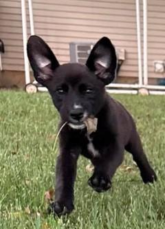 Enlarge Dolly, a Adopted mixed breed in Sheboygan, WI image 1/3