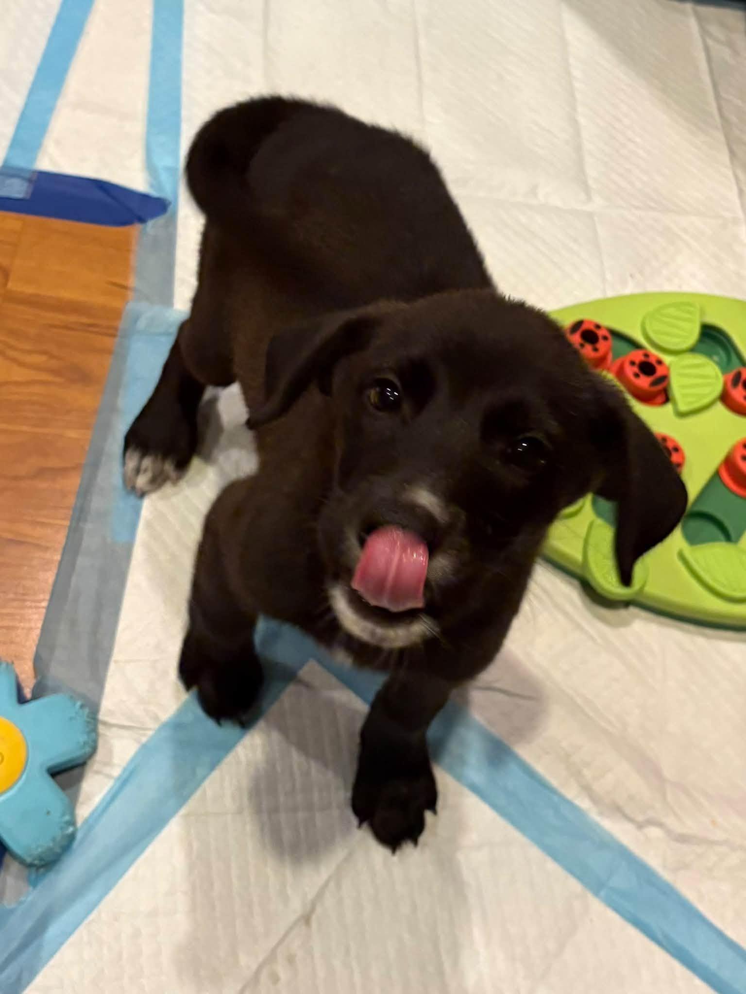 Enlarge Dolly, a Adopted mixed breed in Sheboygan, WI image 2/3