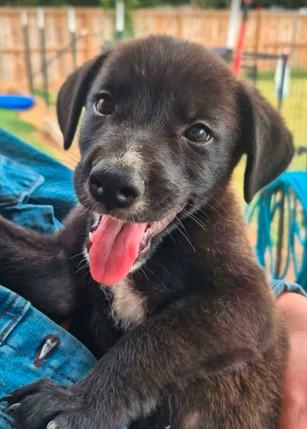 Enlarge Dolly, a Adopted mixed breed in Sheboygan, WI image 3/3