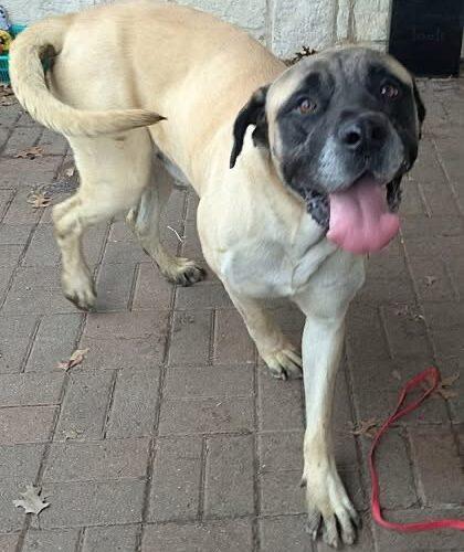 Panther, Adoptable, Adult Male Mastiff.