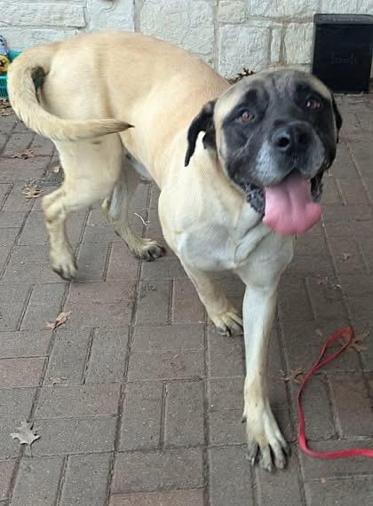 Panther, Adoptable, Adult Male Mastiff.