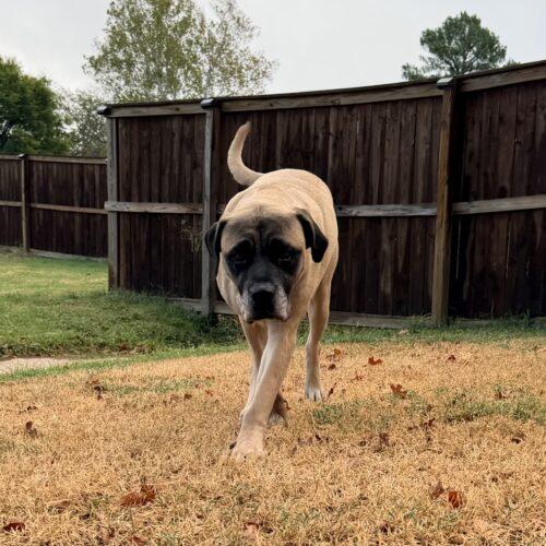 Enlarge Panther, a Adoptable Mastiff in Edmond, OK image 2/5