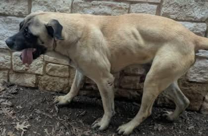 Panther, a Adoptable Mastiff in Edmond, OK image 2/3