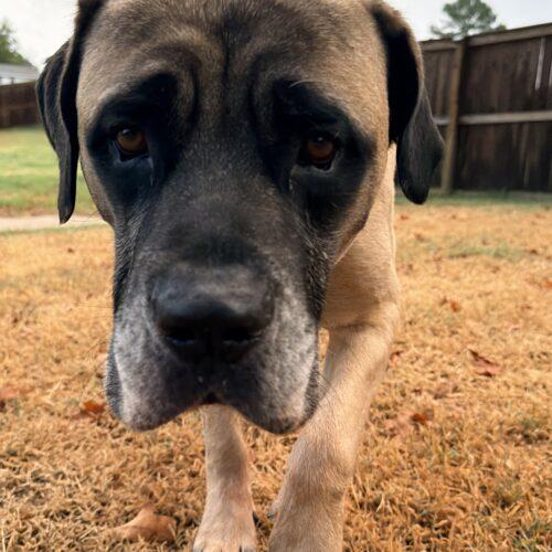 Enlarge Panther, a Adoptable Mastiff in Edmond, OK image 4/5