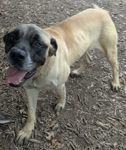 Panther, a Adoptable Mastiff in Edmond, OK image 3/3