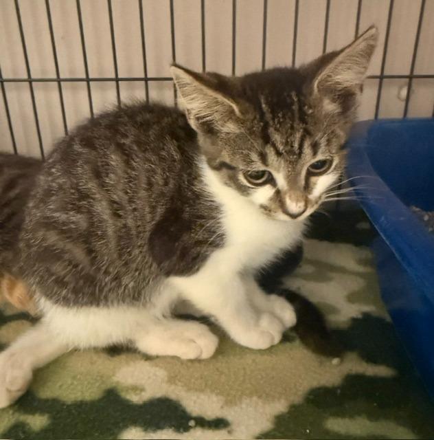 Fae, Adoptable, Kitten Female Domestic Short Hair.