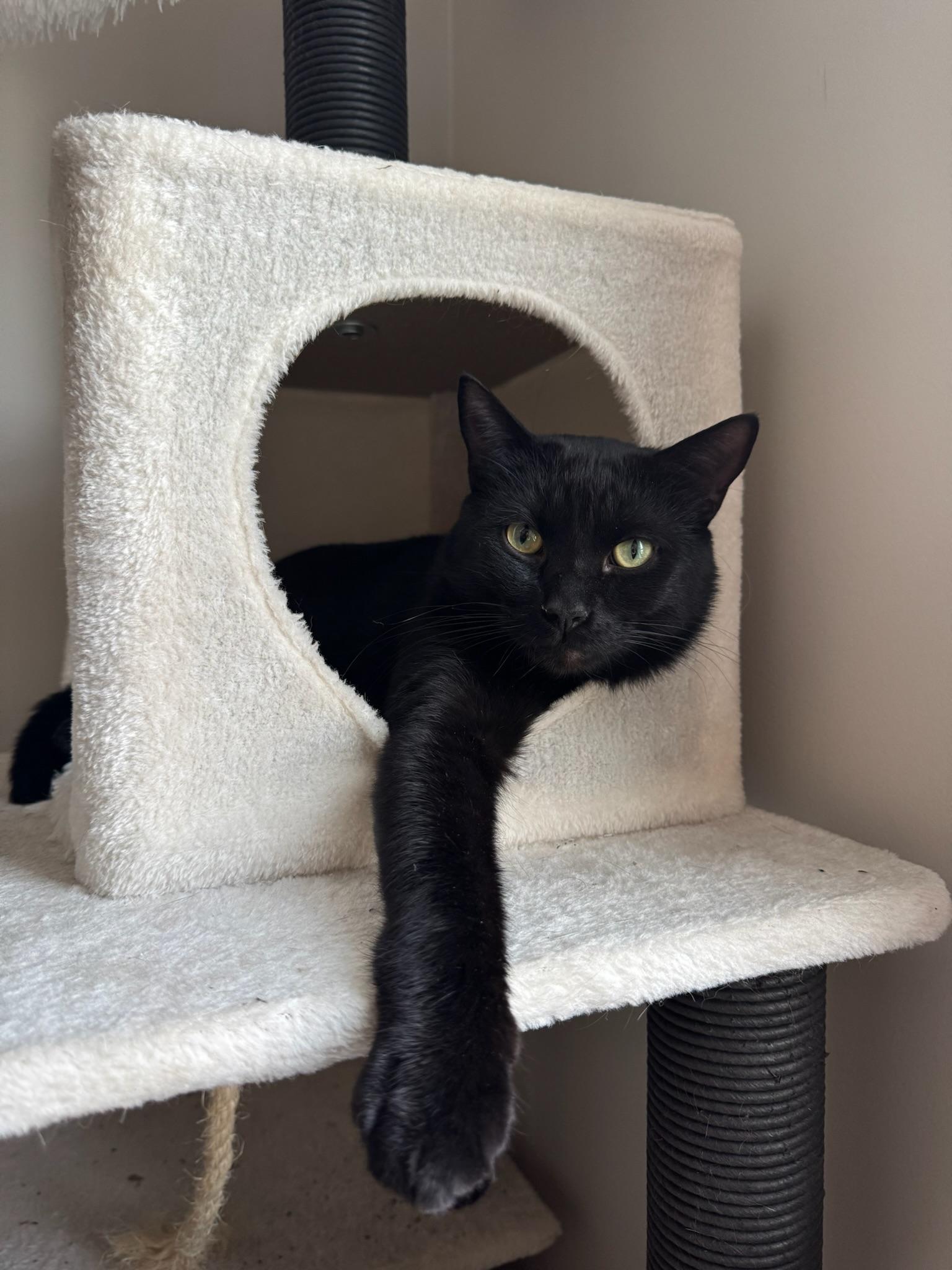 Enlarge Fry (& Ritz), a Adoptable Domestic Short Hair in Chicago, IL image 1/3
