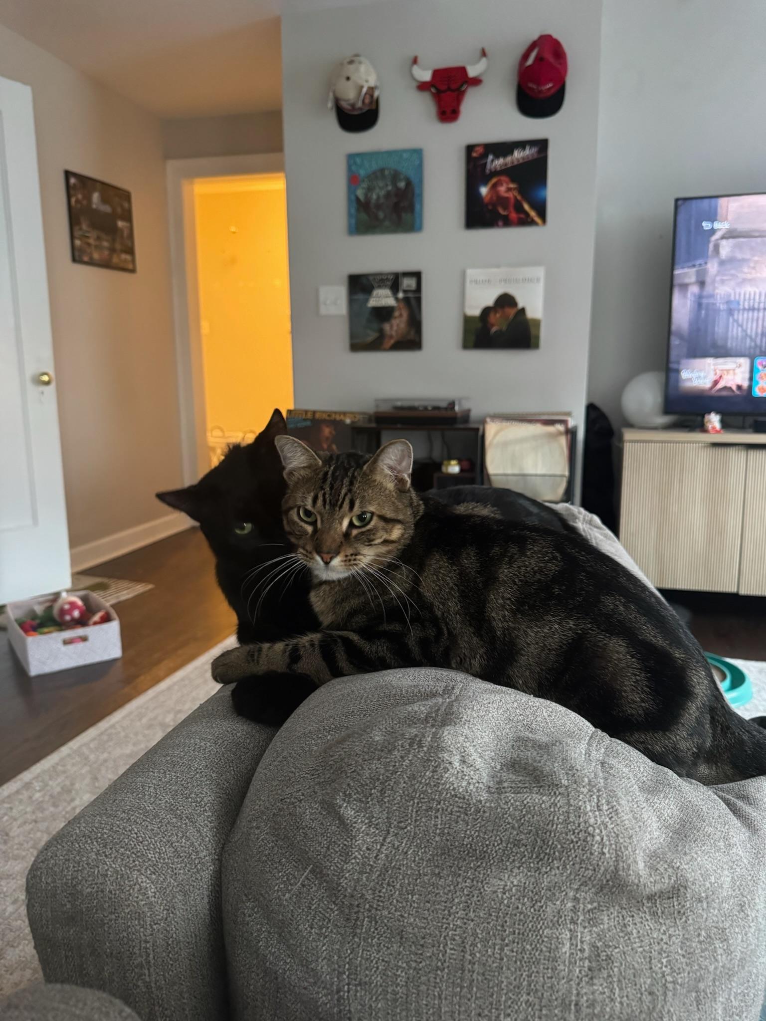 Enlarge Fry (& Ritz), a Adoptable Domestic Short Hair in Chicago, IL image 2/3