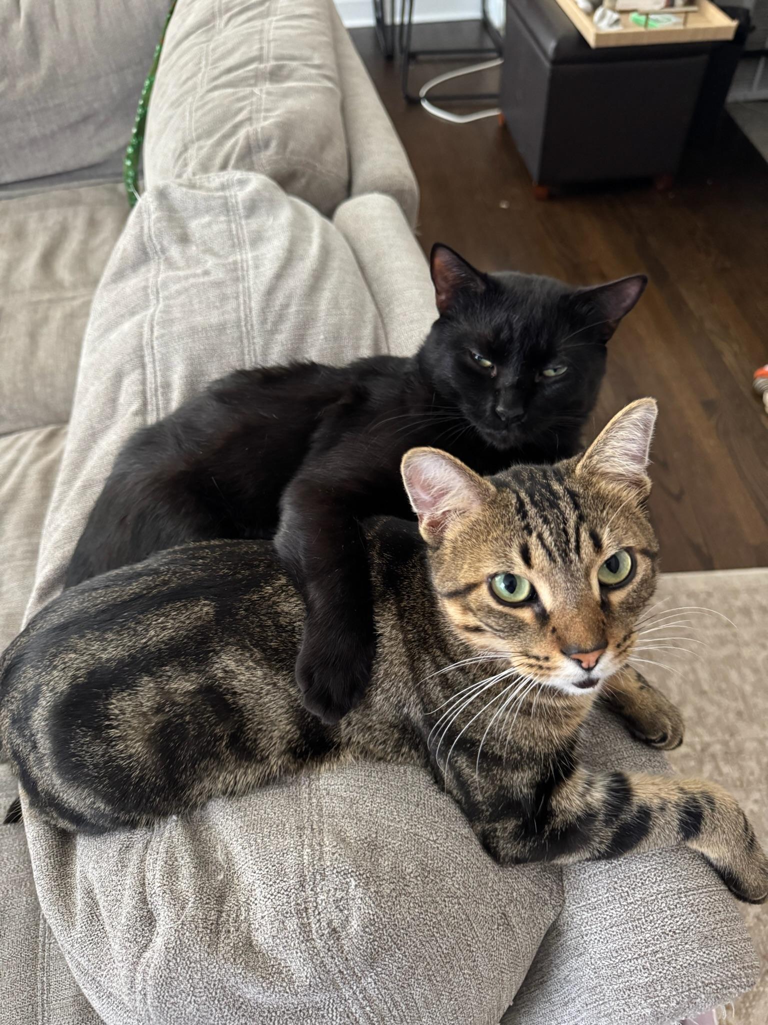 Enlarge Fry (& Ritz), a Adoptable Domestic Short Hair in Chicago, IL image 3/3