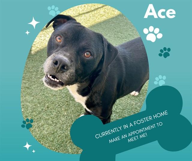 ACE, Adoptable, Young Male Pit Bull Terrier.
