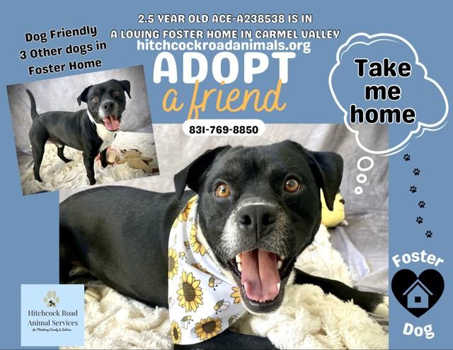 ACE, Adoptable, Young Male Pit Bull Terrier.