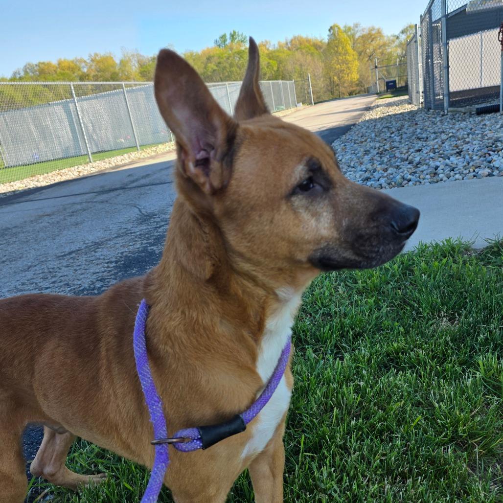 Ren, Adoptable, Adult Male Shepherd & Pit Bull Terrier.