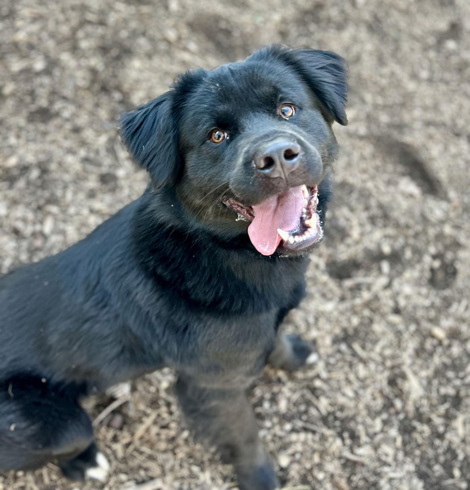 Enlarge Digger, a Adoptable Retriever in Clarkesville, GA image 1/3
