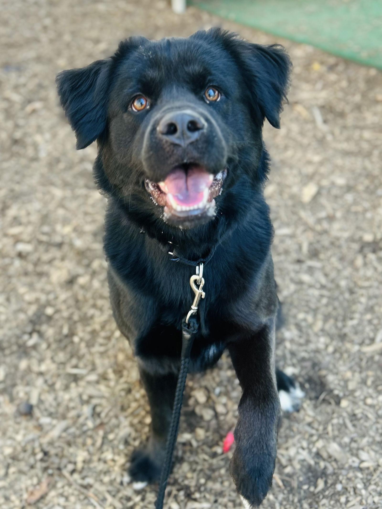 Enlarge Digger, a Adoptable Retriever in Clarkesville, GA image 2/3