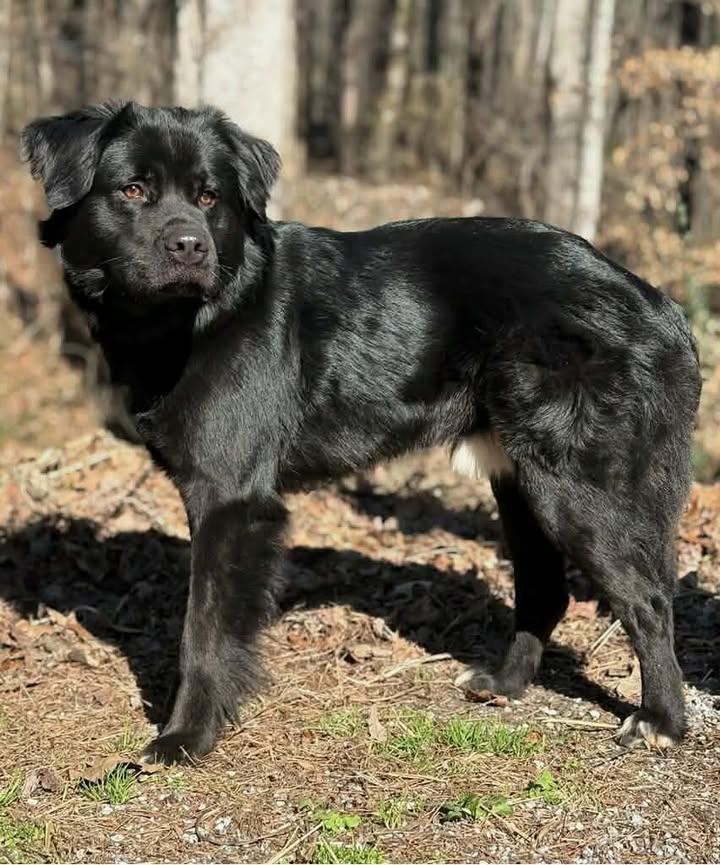 Enlarge Digger, a Adoptable Retriever in Clarkesville, GA image 3/3