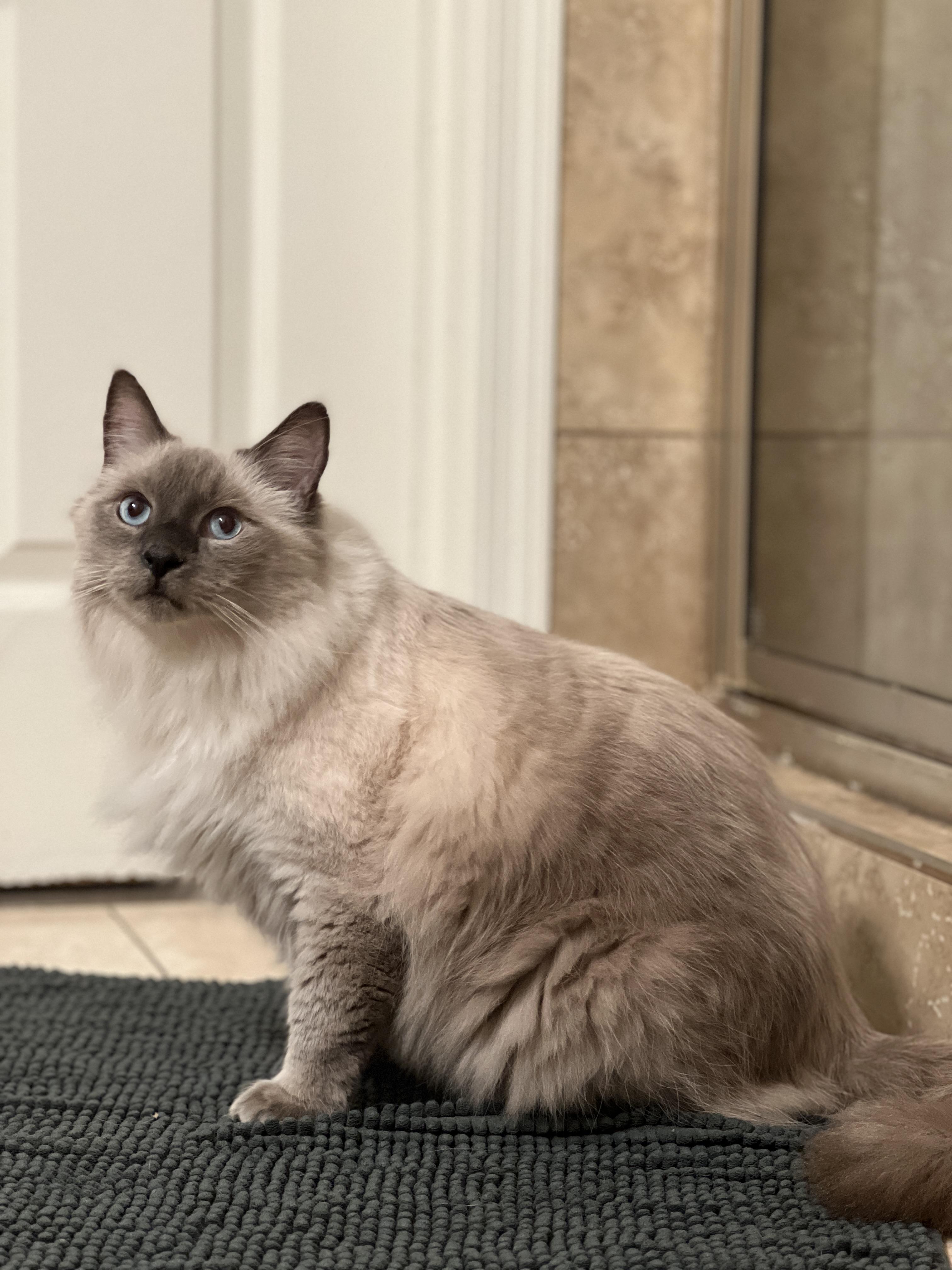 Enlarge Oscar, a ADOPTABLE mixed breed in Tempe, AZ image 2/5