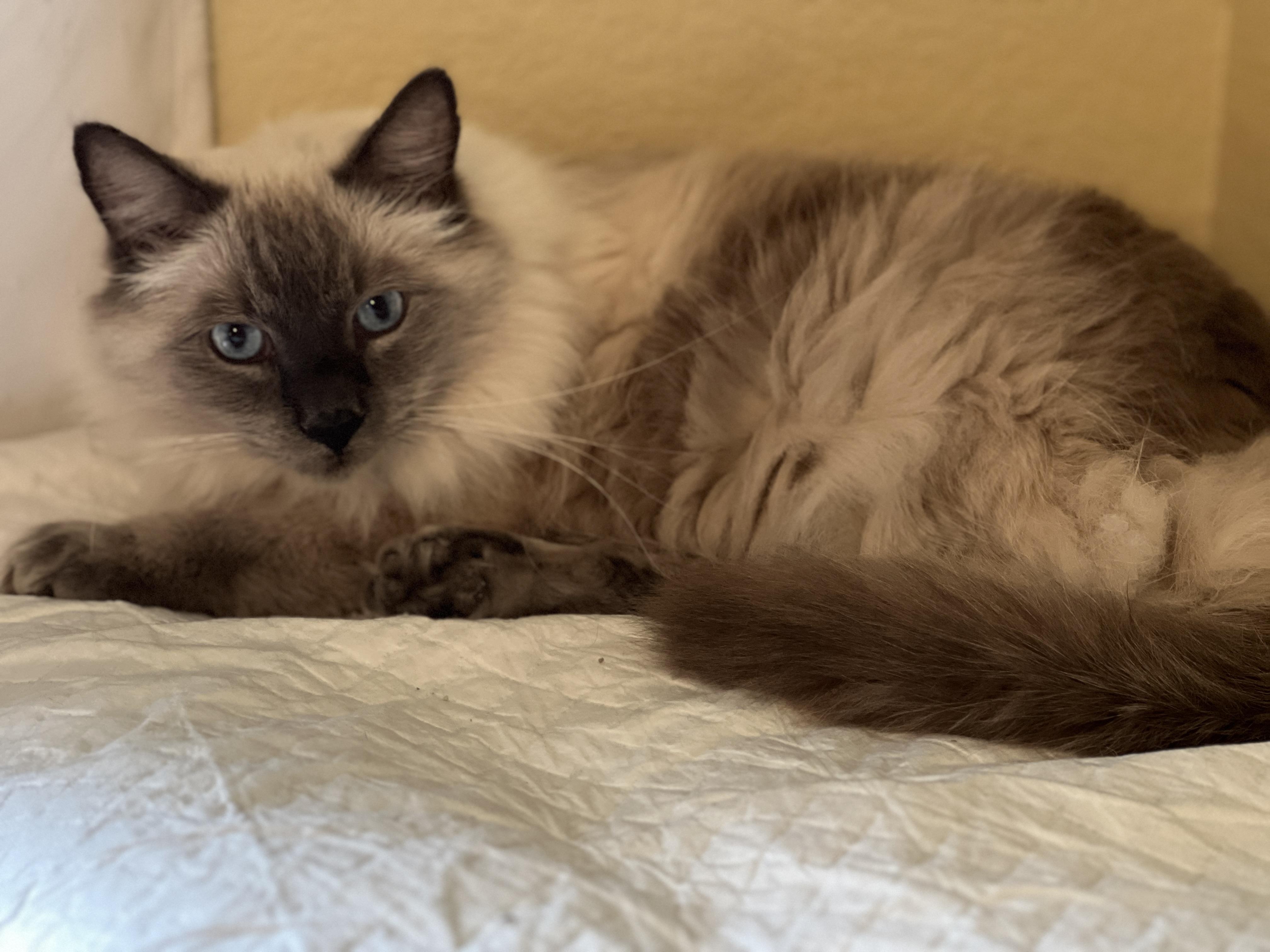 Enlarge Oscar, a ADOPTABLE mixed breed in Tempe, AZ image 5/5