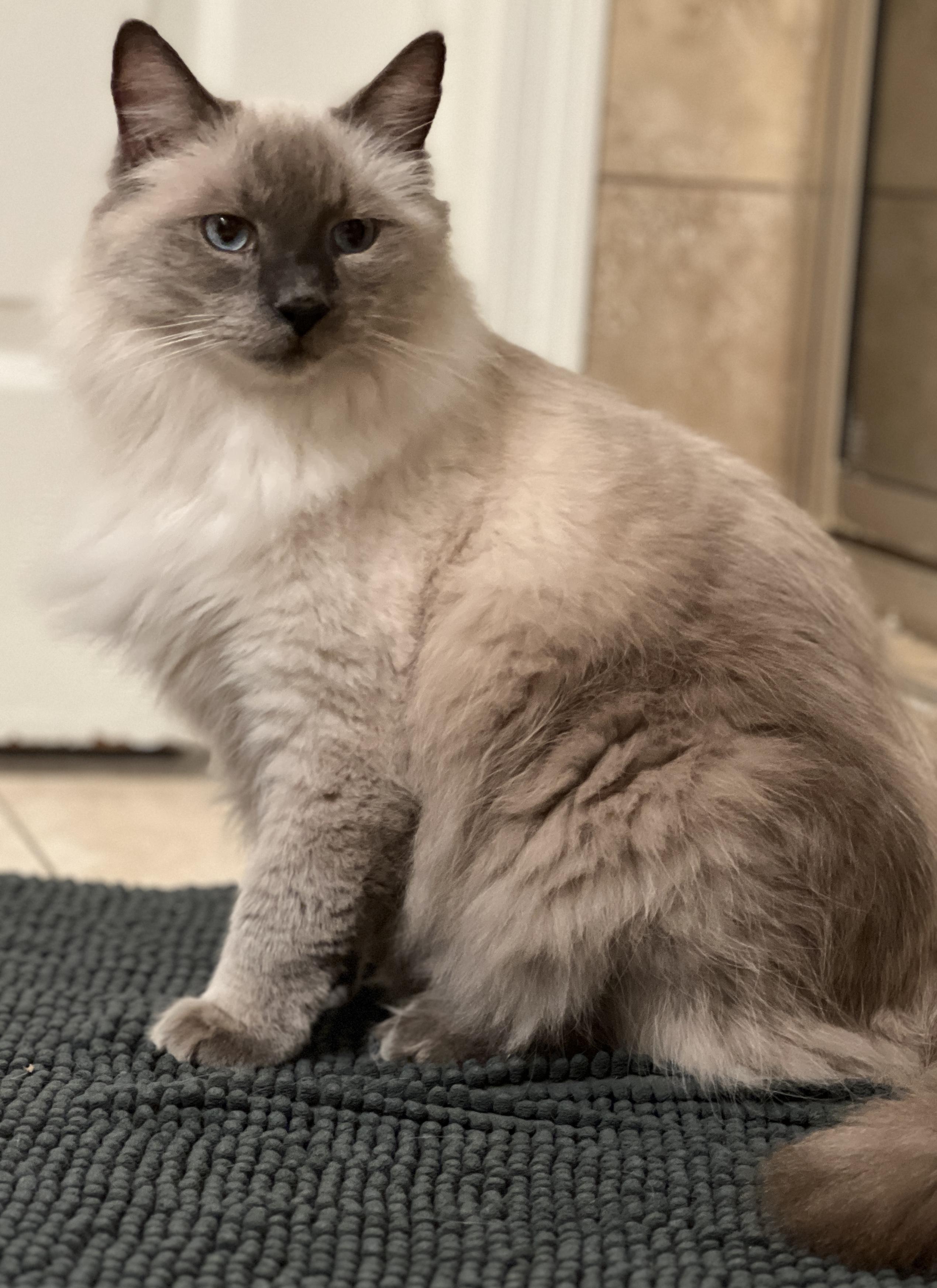 Oscar, ADOPTABLE, Senior Male Ragdoll.