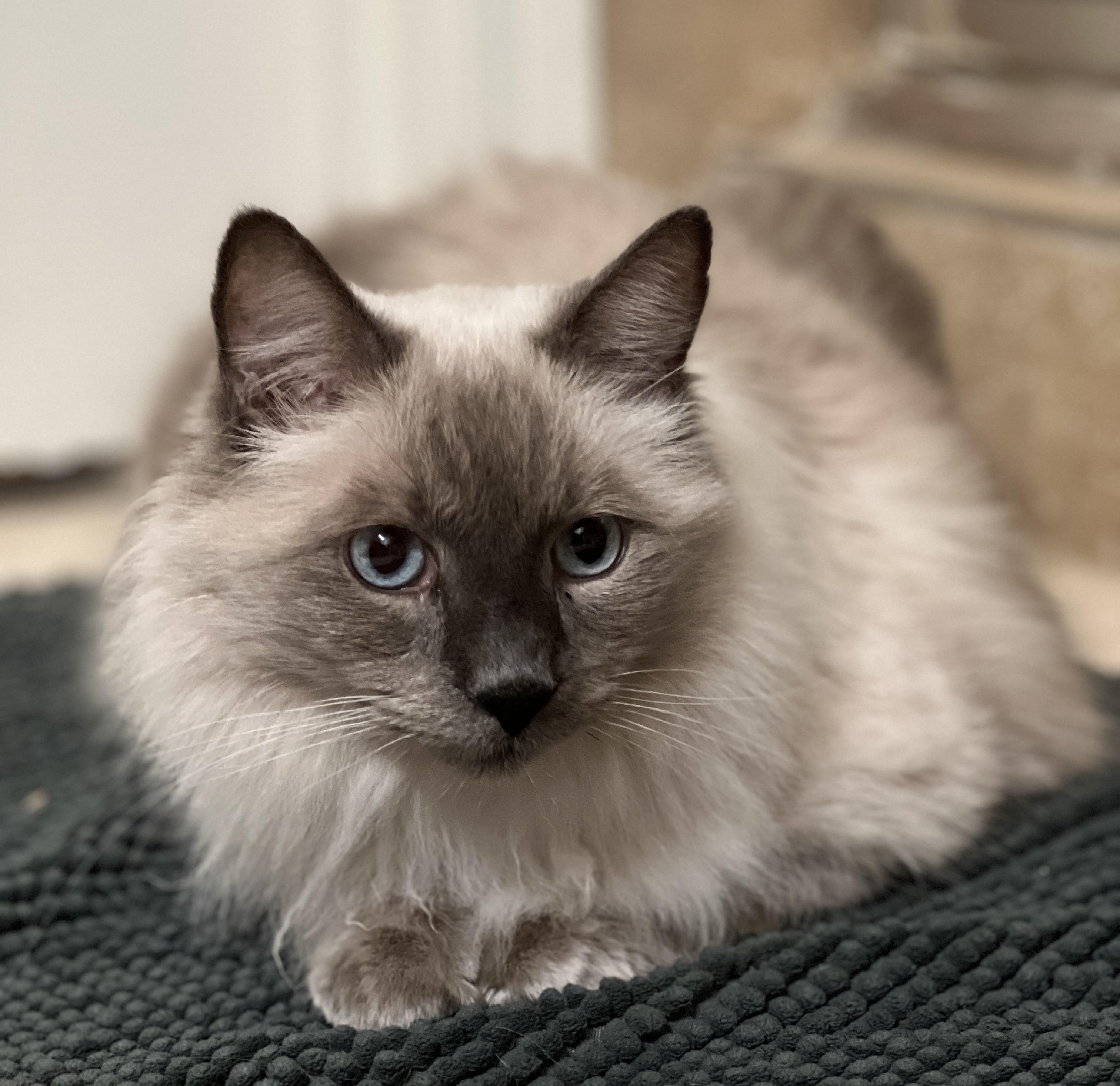 Enlarge Oscar, a ADOPTABLE mixed breed in Tempe, AZ image 4/5