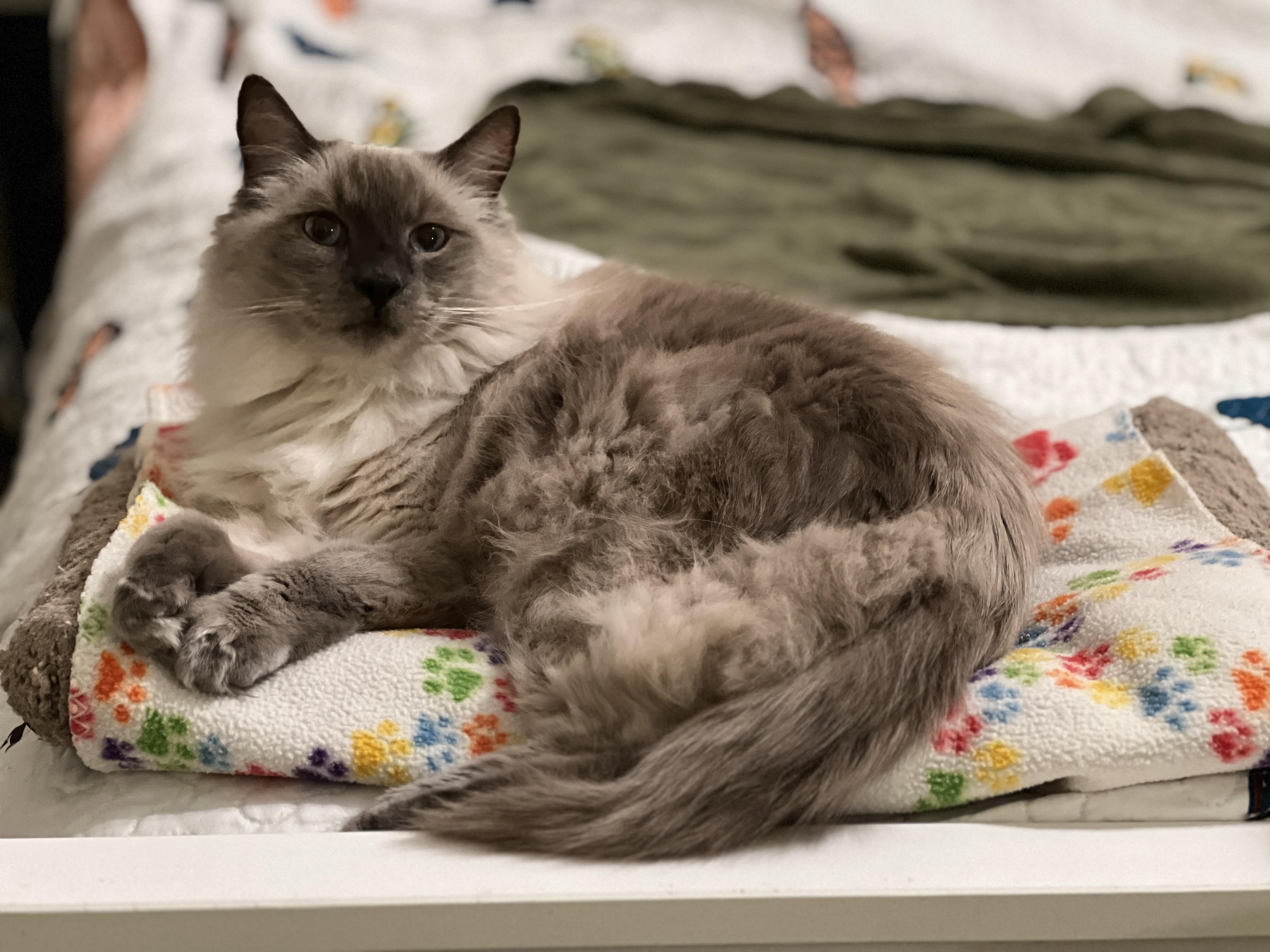 Enlarge Oscar, a ADOPTABLE mixed breed in Tempe, AZ image 3/5