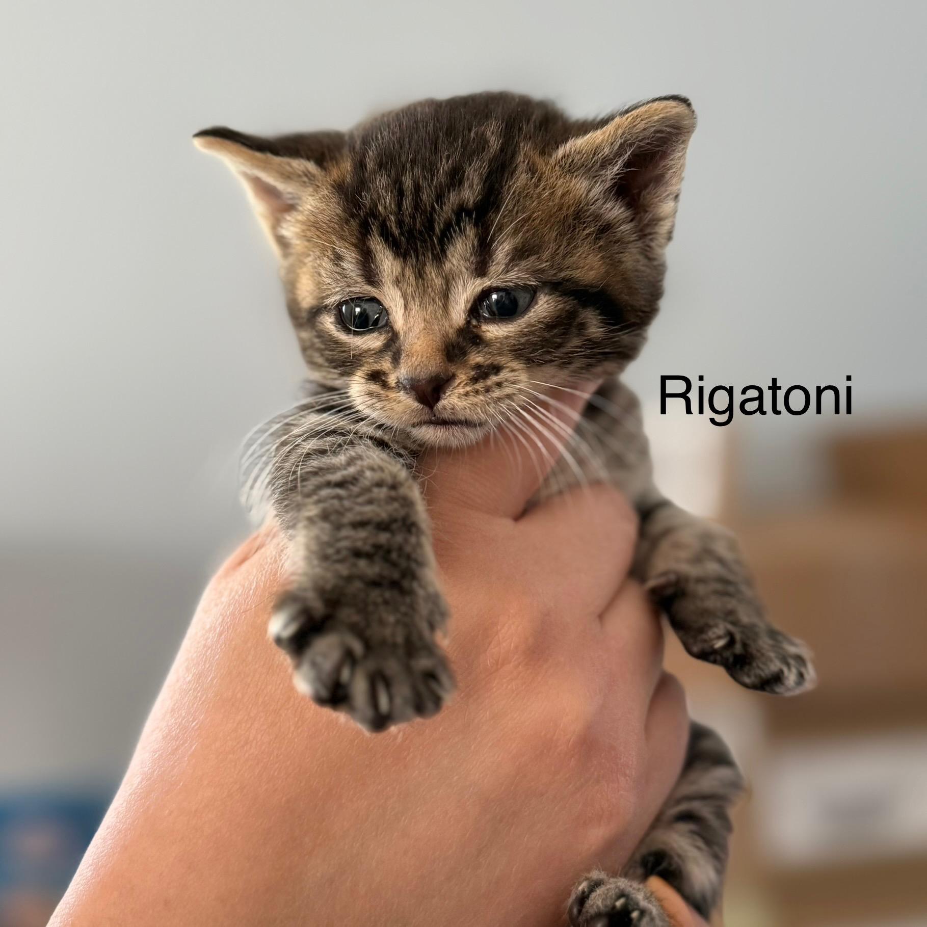 Rigatoni