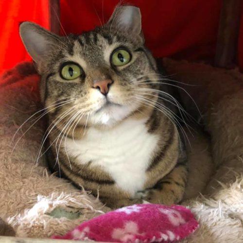 Hermione, Adoptable, Adult Female Domestic Short Hair.