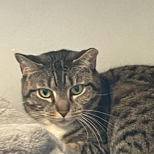 Enlarge Hermione, a Adoptable Domestic Short Hair in Toms River, NJ image 2/6